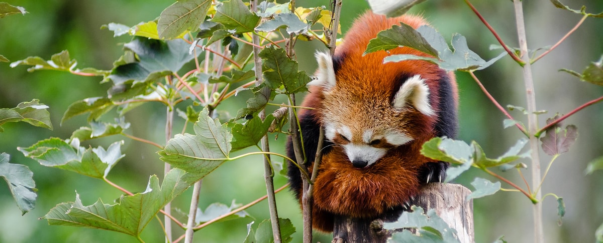 A lovely red panda
